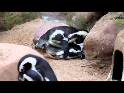 Youtube: Balzende Pinguine - Sex inklusive ;-)