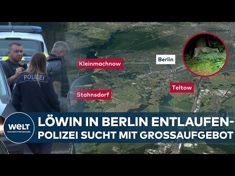 Youtube: BERLIN: LÖWIN ENTLAUFEN - Polizei sucht mit Großaufgebot und warnt Anwohner im Süden Berlins