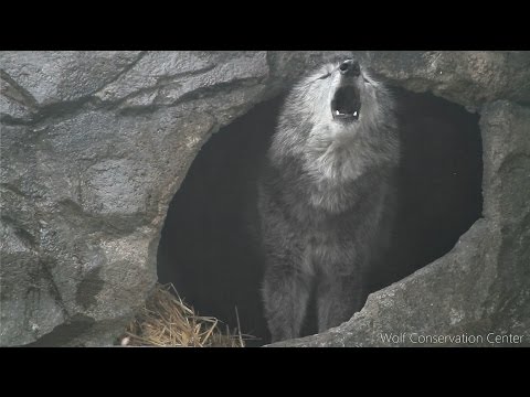 Youtube: Black Wolf Howls to the Thunder