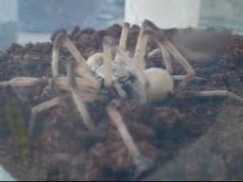 Youtube: Cerbalus sp. Mating