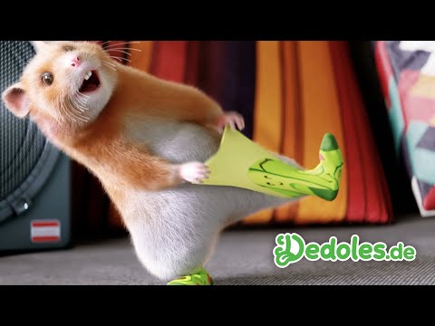 Youtube: Dedoles.de - Der komplette Song aus dem Dedoles Hamster-Werbespot