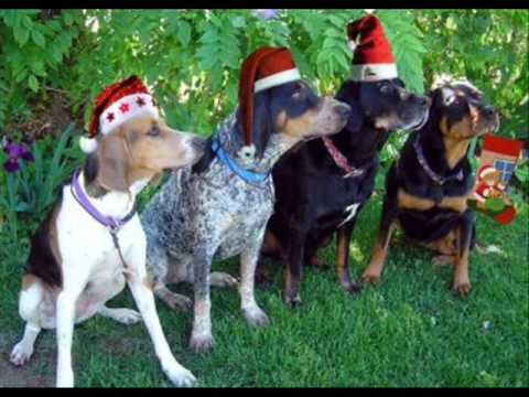 Youtube: Barking Dogs - Jingle Bells
