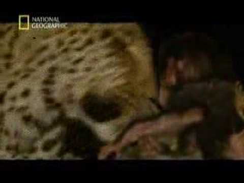 Youtube: Minilogue - The Leopard (extrawelt remix)