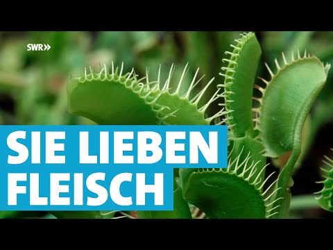 Youtube: Im Reich der Fleischfresser in der Karnivoren-Gärtnerei Weilbrenner