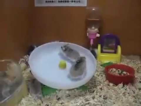 Youtube: 2 Hamsters 1 Wheel - Dance!