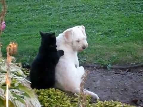 Youtube: My cat massaging my dog