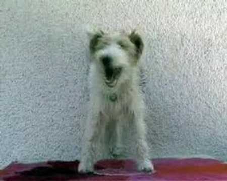 Youtube: SHIVA, The Singing Dog: Happy Birthday