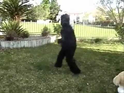 Youtube: Sexy Gorilla Dance