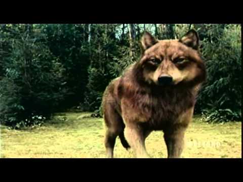 Youtube: Twilight Saga: Eclipse Battle Vampires & Wolf Pack Fighting Scene