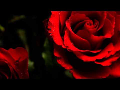 Youtube: Red Roses For A Blue Lady -  Bert Kaempfert and His Orchestra -