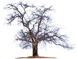 Baum-winter