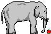 elefant 0026