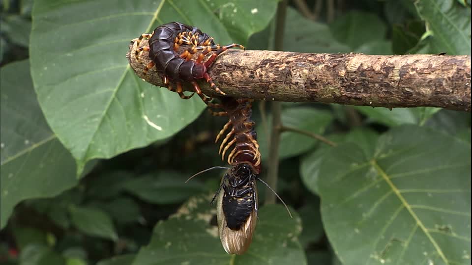 712505587-amazonian-giant-centipede-food