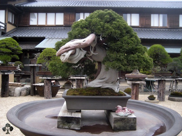 greatest bonsai trees 01