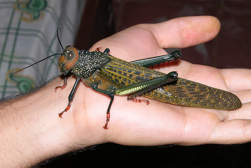 Costa-rica-grasshopper