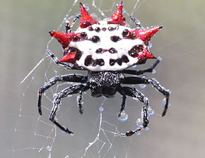 Spiny backed orbweaver spider